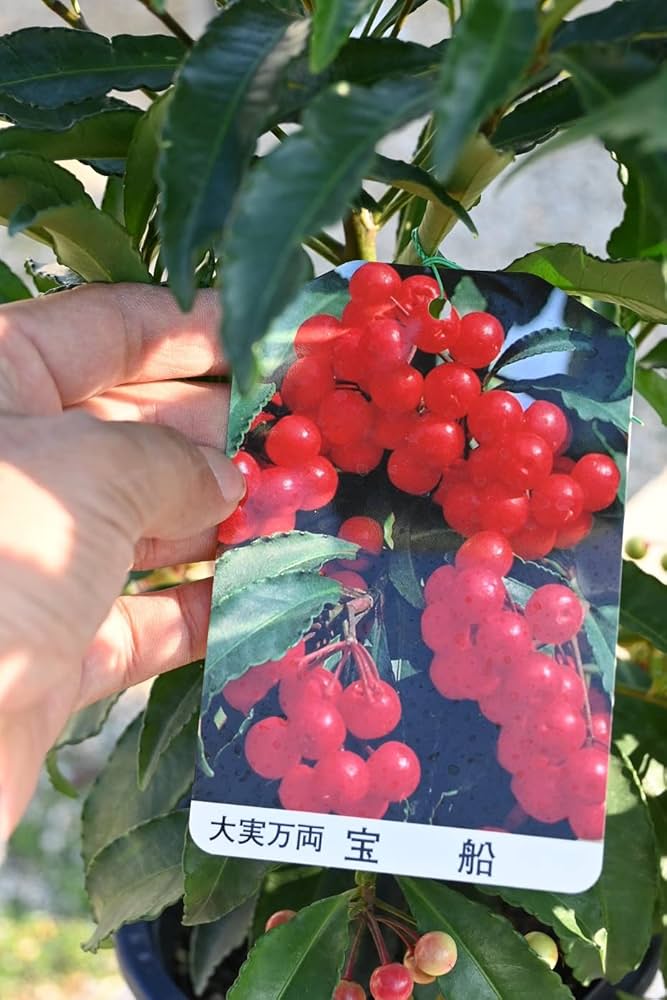 Amazon.co.jp: 2025年は縁起の良い実付きで千両苗 万両苗 縁起の良い Amazon.co.jp: 2025年は縁起の良い実付きで千両苗 万両苗 縁起の良い